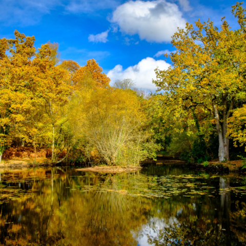 Cranbury Park Lower Pond