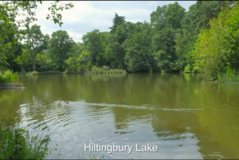 Hiltingbury Lake