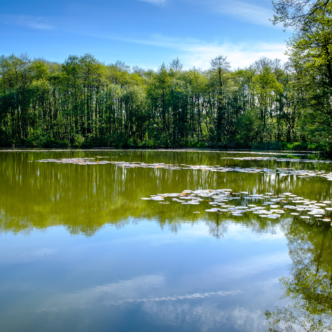 Rookesbury Park