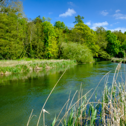 Upper Itchen Navigation